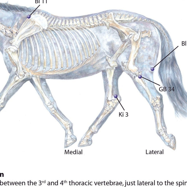 Acupressure points to benefit joints and Chi flow from Acu-Horse: A Guide to Equine Acupressure