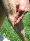 ACU-DOG: Guide to Canine Acupressure,St 36 for dogs is a powerful chi builder