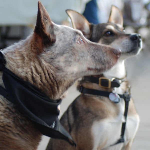 Dogs waiting for acupressure session