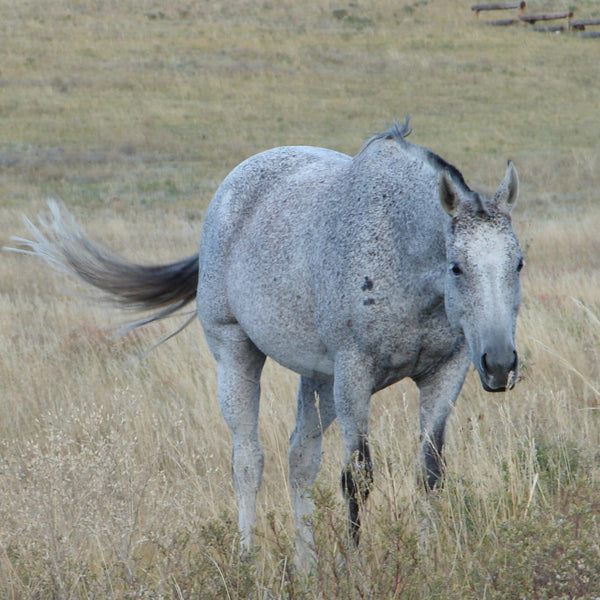 Equine Health & Pathology & acupressure online course