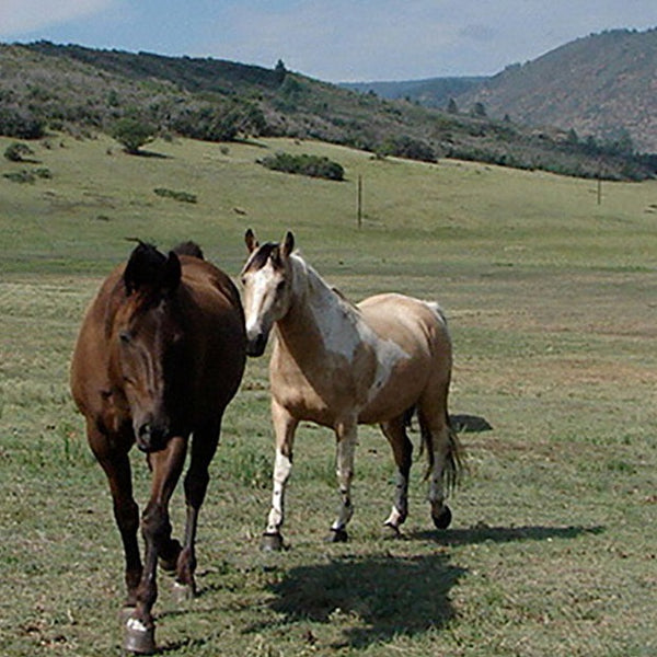 Equine acupressure online course