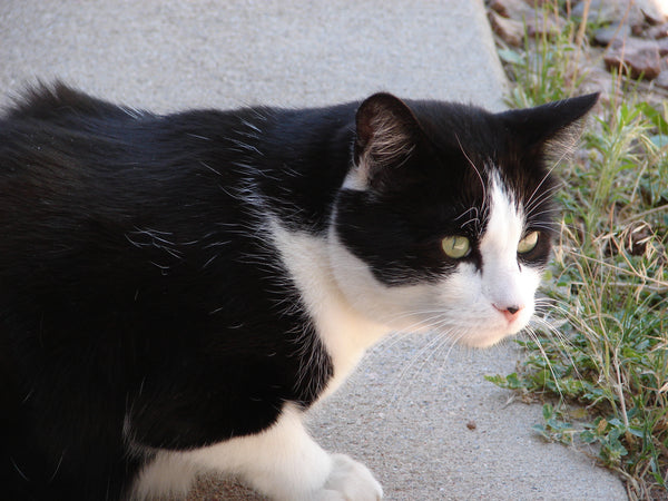 Healthy Acu-Cat Guide to Feline Acupressure