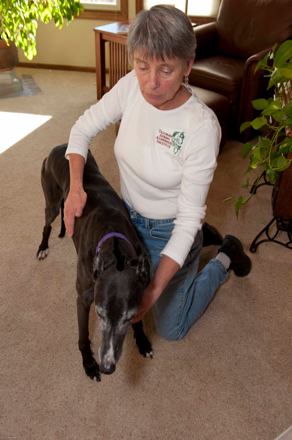 ACUDOG Guide to Canine Acupressure