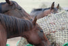 Essential Oils for Equines