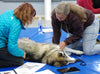 Learn Acupressure for your animals - animal acupressure education