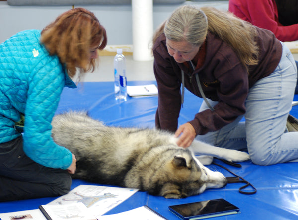 Learn Acupressure for your animals - animal acupressure education
