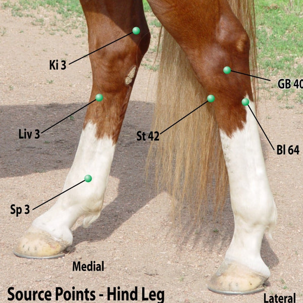 classification of equine source points