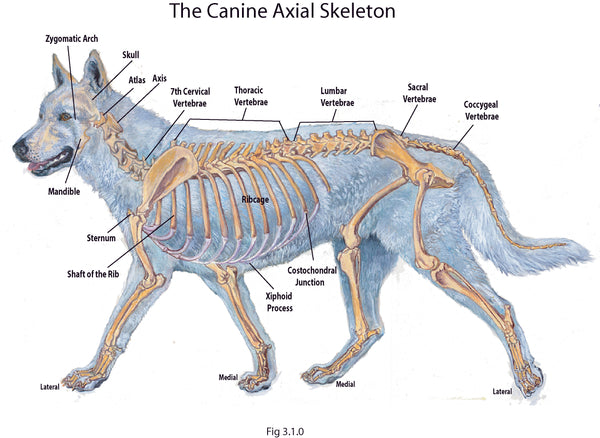 Canine Acupoints & Anatomy Manual Axial skeleton, Canine Acupoint Resource