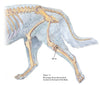 Canine Acupoints & Anatomy Manual - GB 34 location Canine Acupoint Resource