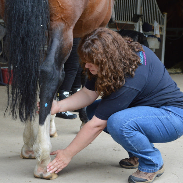 equine acupressure, horse acupuncture