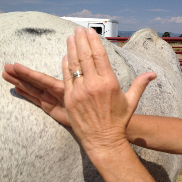 Woman doing acupressure with hands on horse