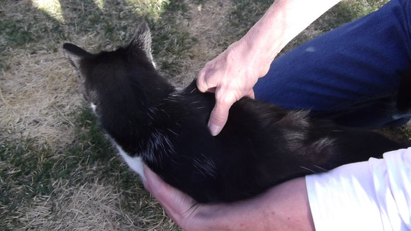 Point techniques from Acu-Cat Guide to Feline Acupressure