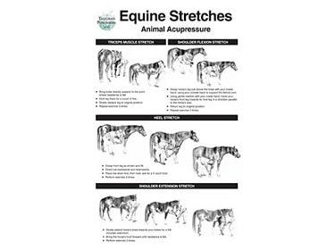 Equine Stretch Poster