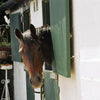 Equine awaiting her acupressure session